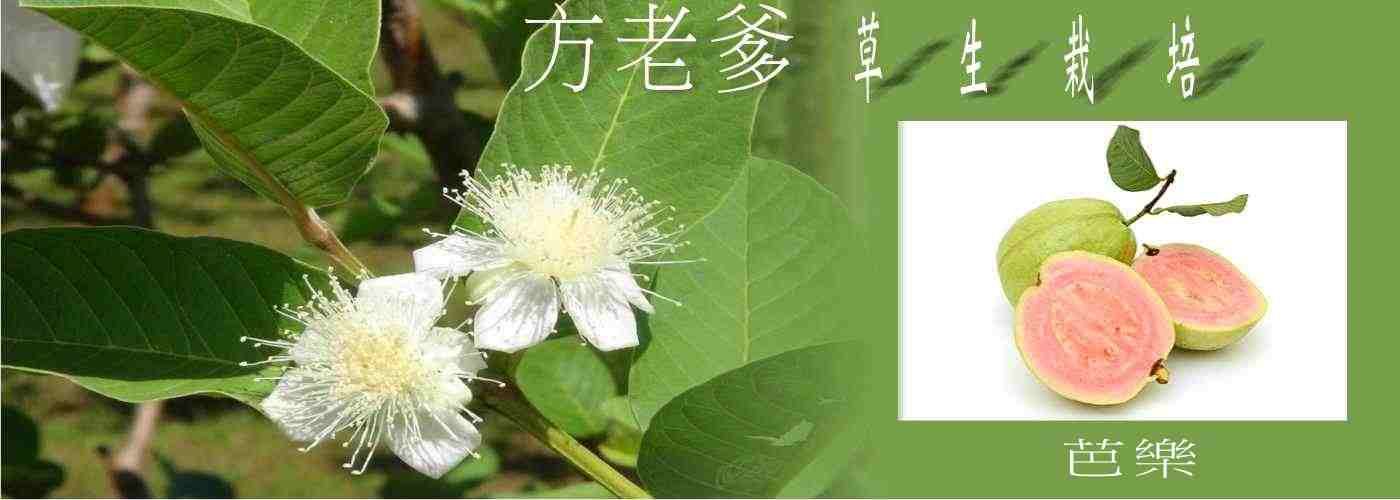 芭樂 #【方老爹的草生栽培果園】芭樂, 【方老爹的草生栽培果園】百香果, 【方老爹的草生栽培果園】乾燥杭菊, 【方老爹的草生栽培果園】水果, 【方老爹的草生栽培果園】產地直送, 【方老爹的草生栽培果園】無毒農產品,【方老爹的草生栽培果園】產地直送芭樂, 【方老爹的草生栽培果園】產地直送百香果, 【方老爹的草生栽培果園】產地直送乾燥杭菊,【方老爹的草生栽培果園】產地直送水果,  【方老爹的草生栽培果園】產地